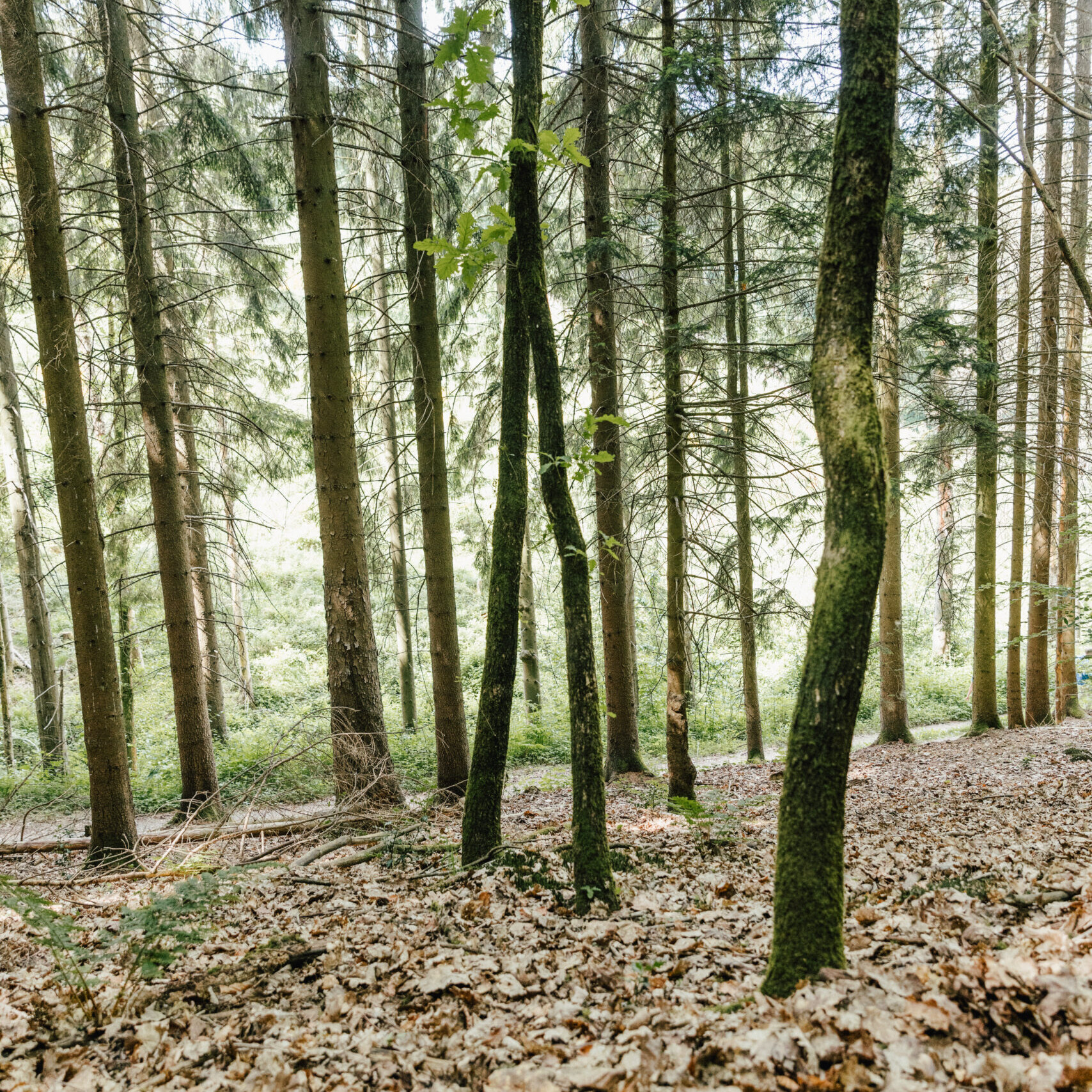Lichter Nadelwald in Odenthal