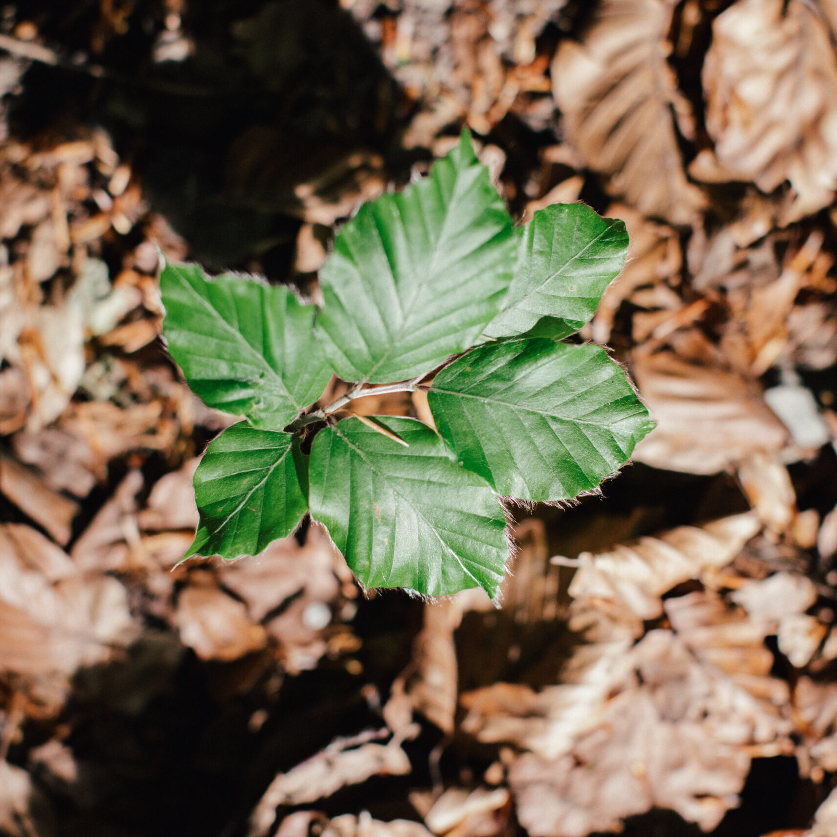 Neuer Baum wächst im Wald