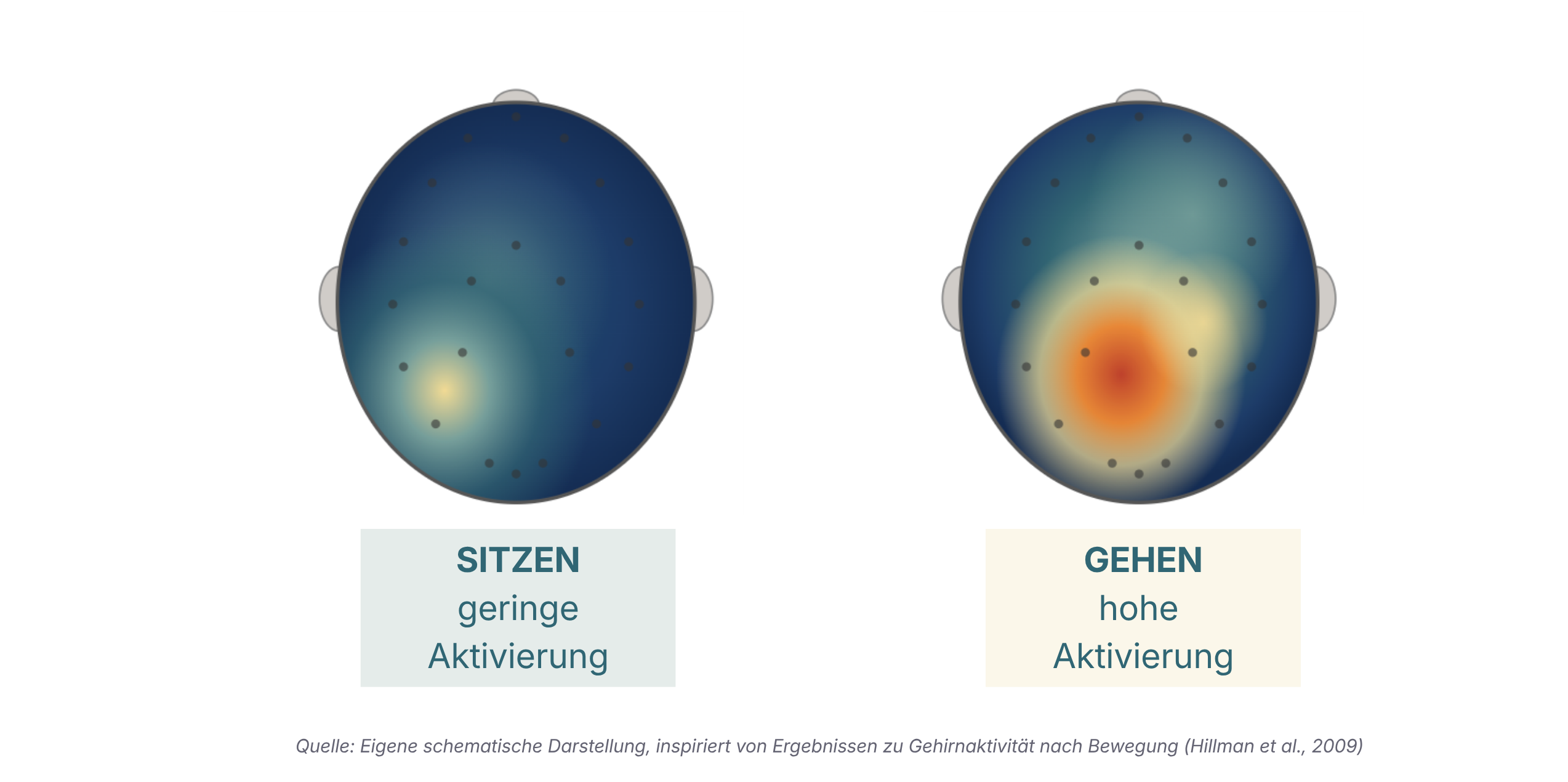 Infografik Gehirnaktivität: Nach 20 Minuten Gehen deutlich höhere Aktivierung als nach 20 Minuten Sitzen (Wirkung im Outdoor Coaching)