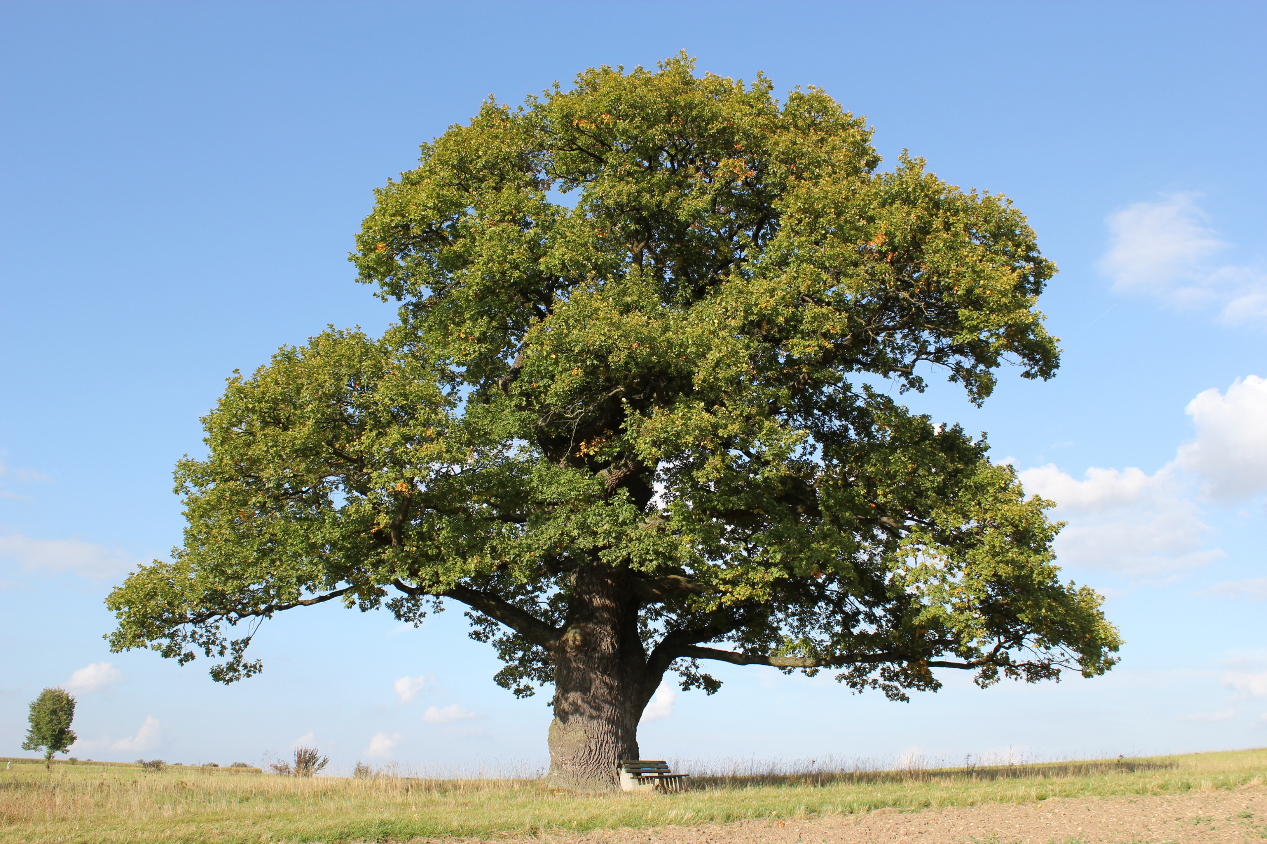 Alte Eiche auf einer Wiese mit vertrocknetem Gras